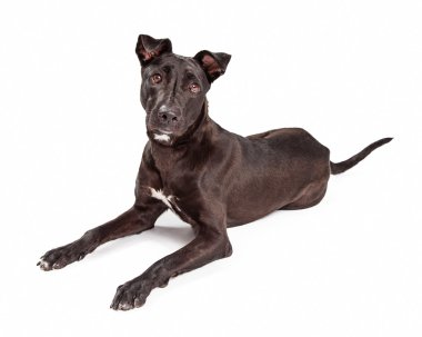 Güzel büyük labrador retriever azman köpek