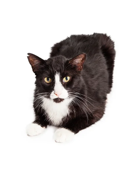 Black and white cat with ear tipped — Stock Photo, Image