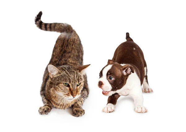 Cirmos cica és a Boston Terrier kiskutya — Stock Fotó