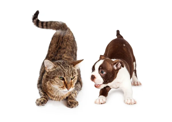 Tabby cat  and Boston Terrier puppy Stock Photo