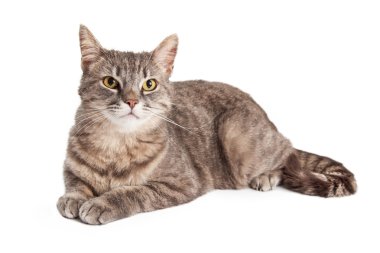 Domestic Shorthair Tabby Cat clipart