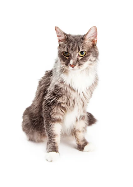 Giovane gatto domestico longhair — Foto Stock