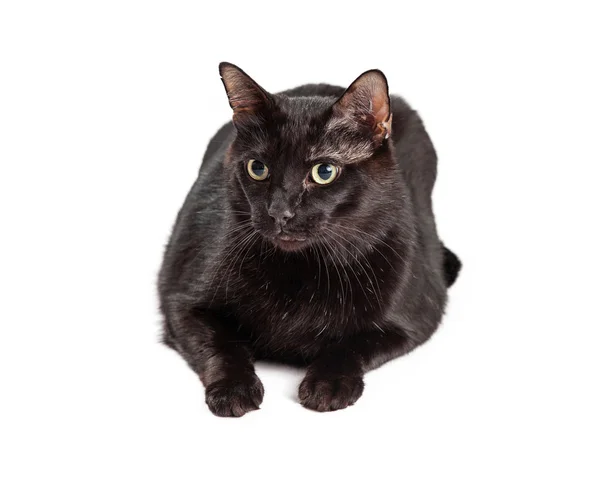 Pretty black cat laying down — Stock Photo, Image