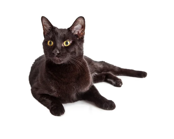 Black Cat With Gorgeous Yellow Eyes — Stock Photo, Image