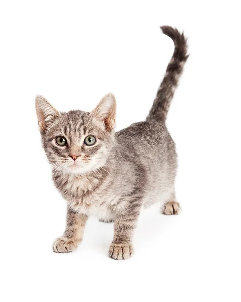 Tabby kitty cat standing up — Stock Photo, Image
