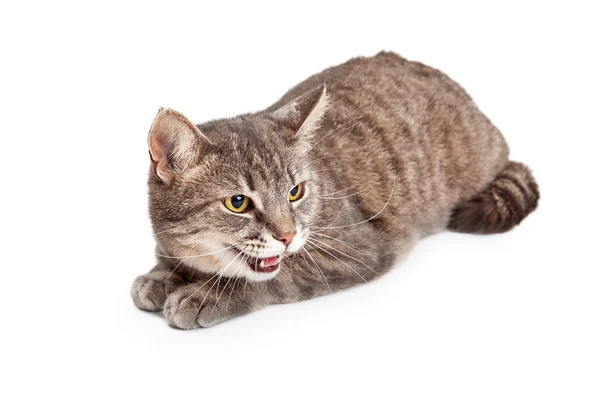 Angry Domestic Shorthair Tabby Cat — Stock Photo, Image