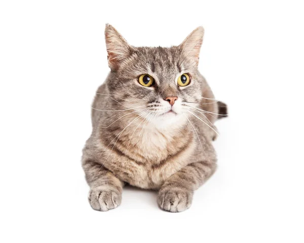 Doméstico Shorthair Tabby Cat — Fotografia de Stock