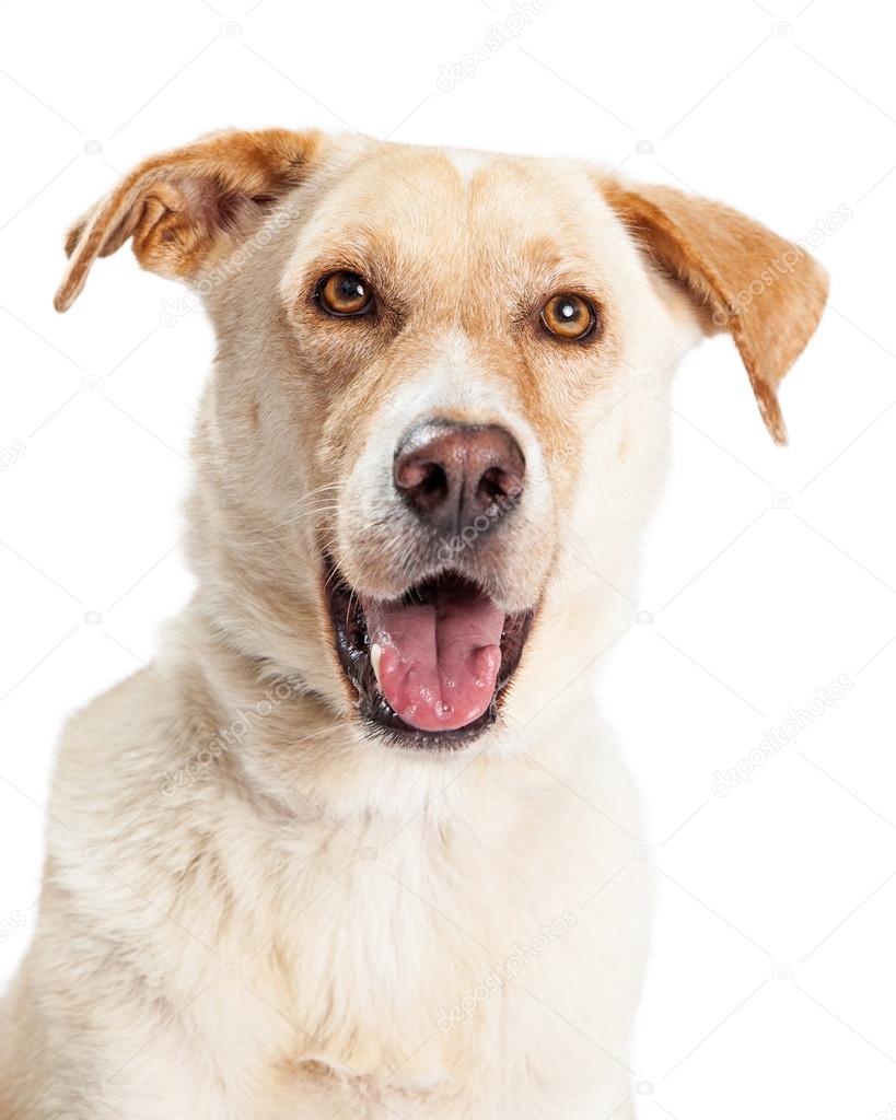 Labrador Retriever cão mestiço — Foto © adogslifephoto #74936751, image size:819x1024