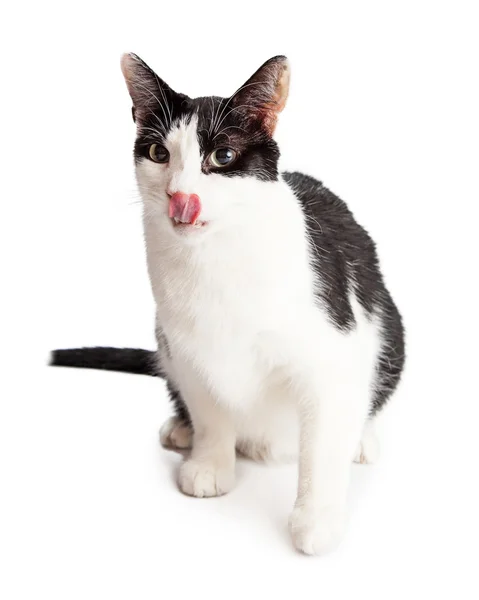 Binnenlandse korthaar kat likken lippen — Stockfoto