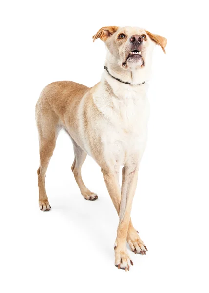 Perro cruzado amarillo Labrador Retriever — Foto de Stock