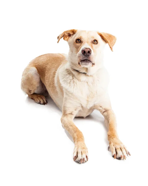 Perro cruzado Labrador amarillo —  Fotos de Stock