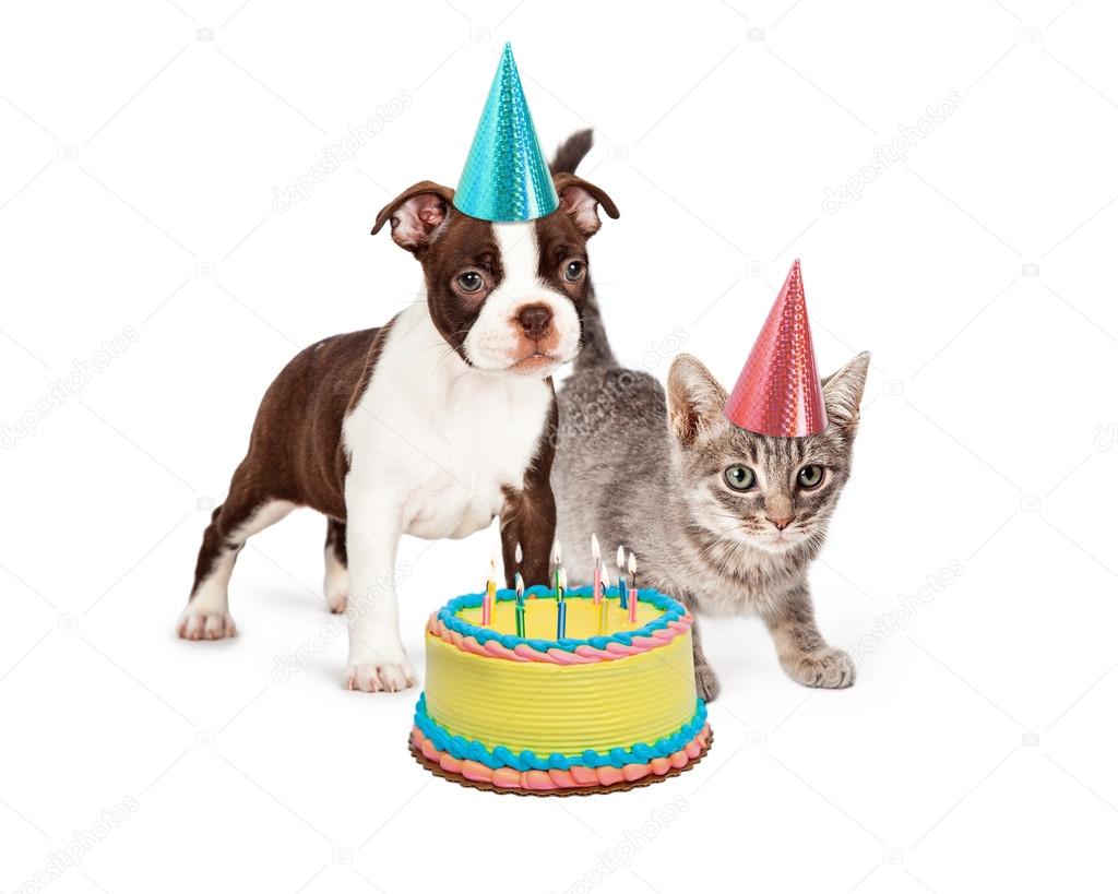 Petit Chien Joyeux Anniversaire Images Libres De Droit Photos De Petit Chien Joyeux Anniversaire Depositphotos Petit Chien Joyeux Anniversaire Images Libres De Droit Photos De Petit Chien Joyeux Anniversaire Depositphotos