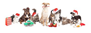 Kediler ve köpekler Noel grup