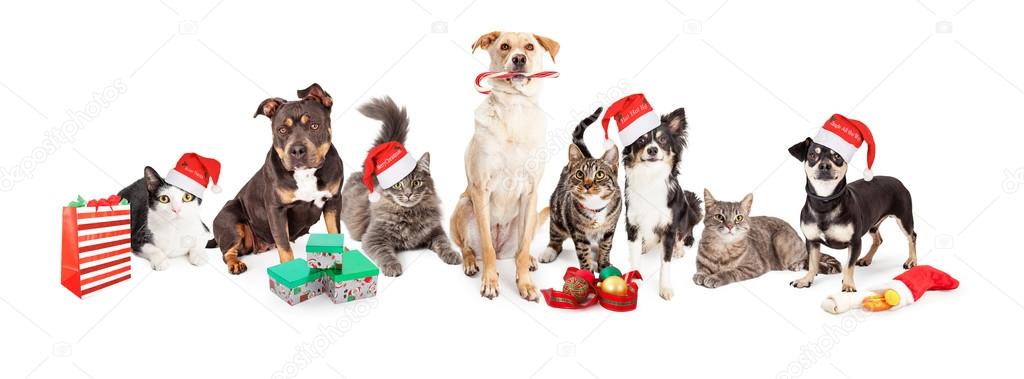 Christmas  group of cats and dogs