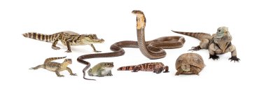 Group of various reptiles clipart
