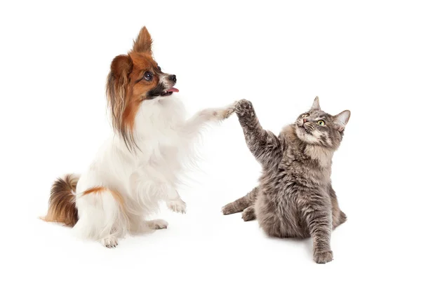 Pes a kočka zvyšování tlapky na vysoké pět — Stock fotografie