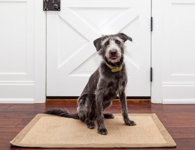 köpeği yürüyüşe bekleyen kapısının önünde