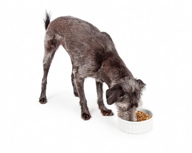 karışık doğurmak köpek köpek maması yemek yeme