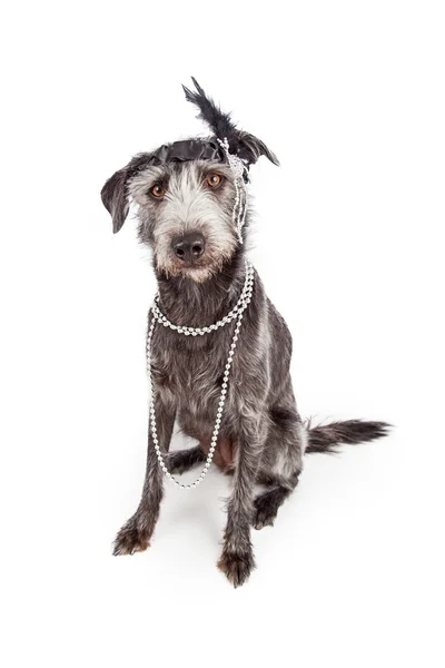 Dog wearing flapper girl headband — Stock Photo, Image