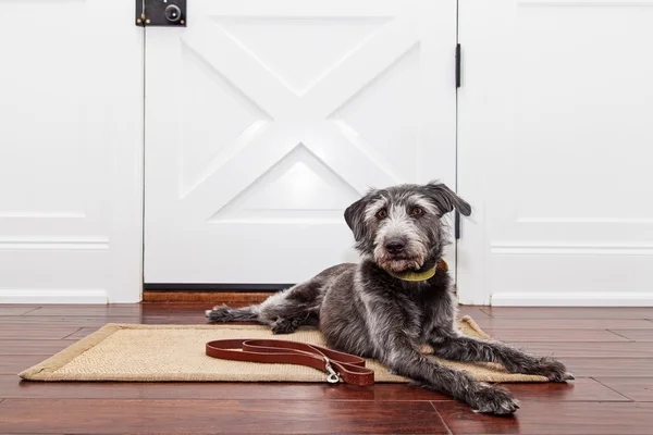 Dog laying down in front of door — Stock Photo, Image