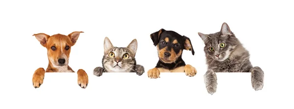 Cats and dogs hanging paws over white banner — Stock Photo, Image