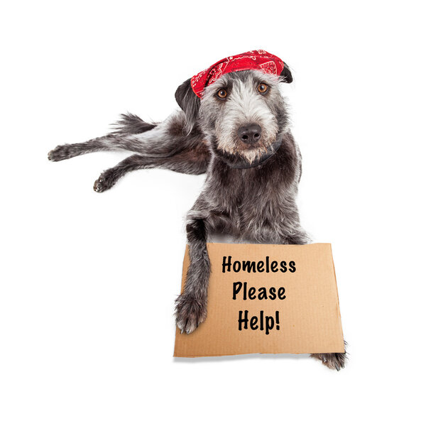 homeless dog wearing a red bandana