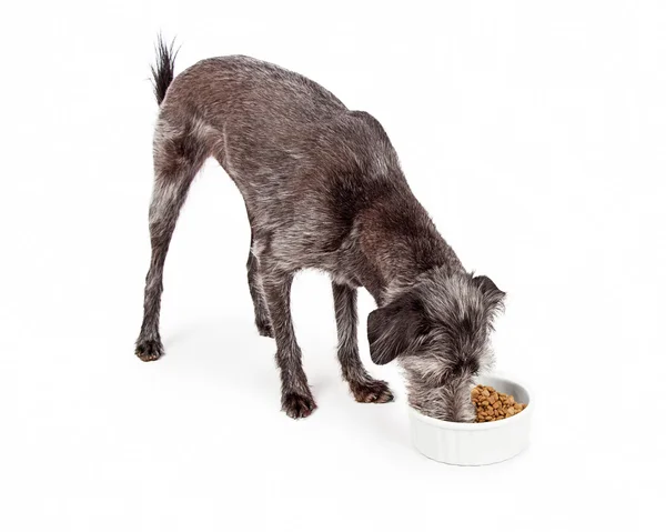 Mixed breed dog eating kibble food — Stock Photo, Image