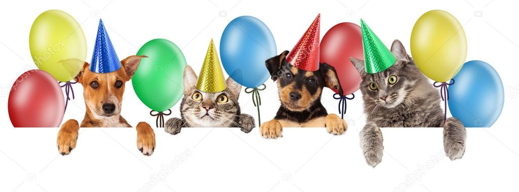 Birthday group of cats and dogs