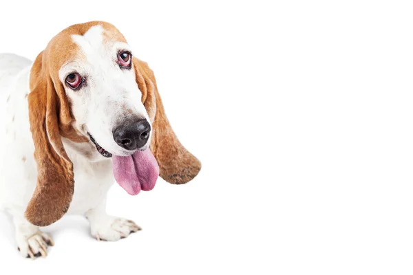 Glücklicher Basset-Jagdhund — Stockfoto