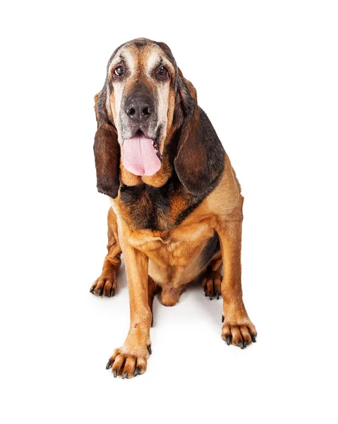 Moe Basset Hound dog — Stockfoto