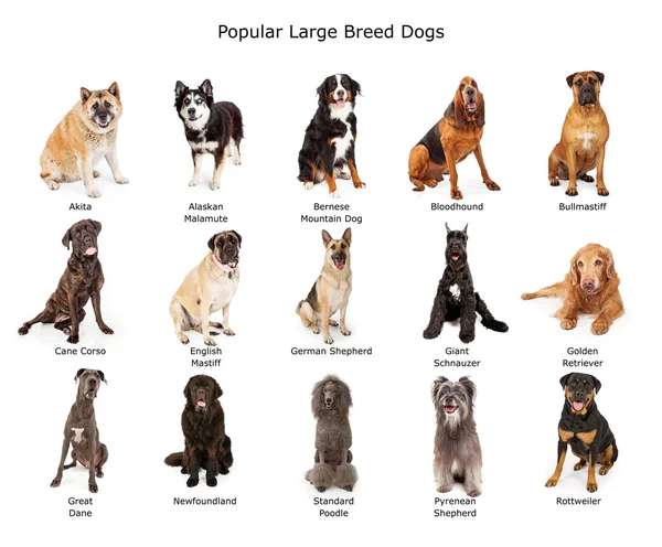 Collection of Popular Large Breed Dogs — Stock Photo, Image