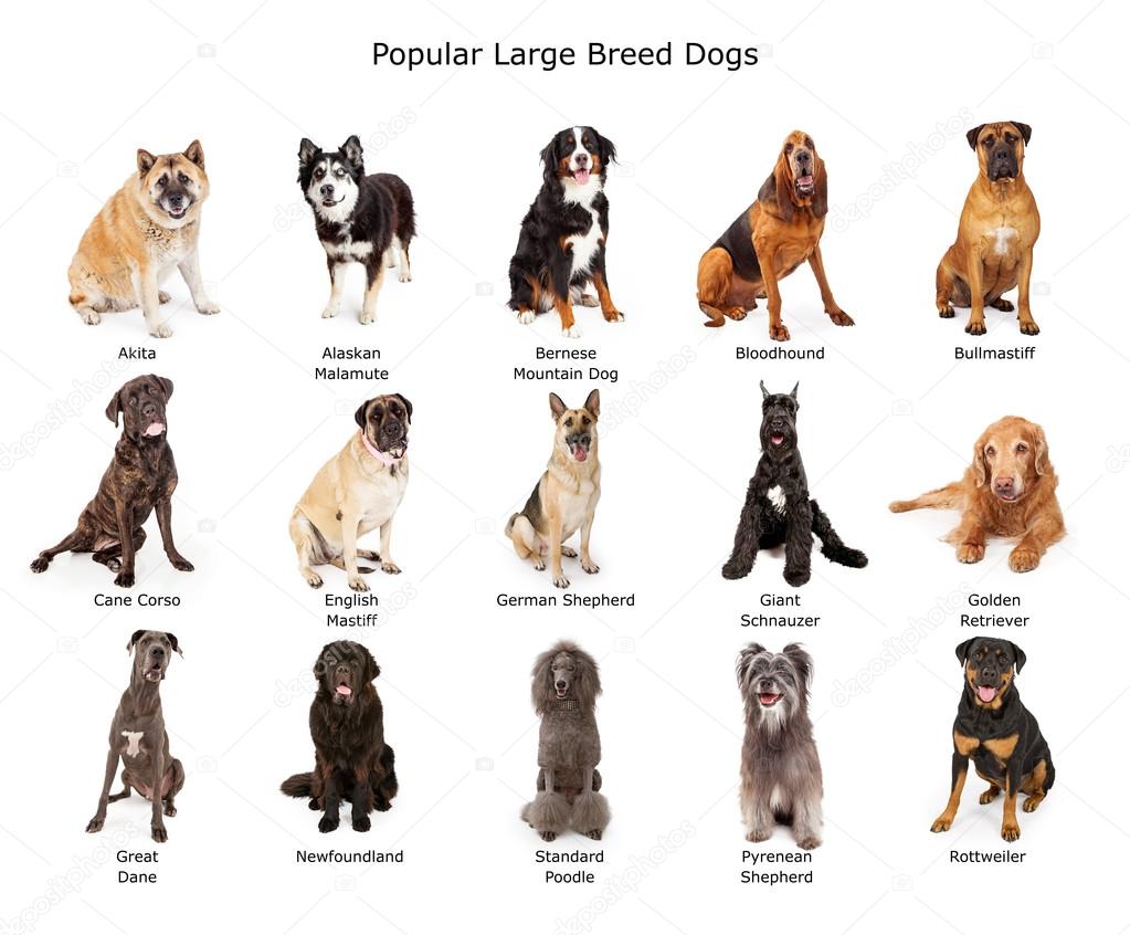 Collection of Popular Large Breed Dogs