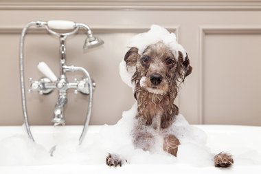 Teriyer köpeği köpük banyosu yapıyor.