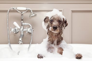 terrier dog taking bubble bath clipart