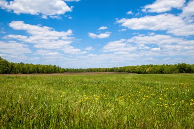 wide field with green grass