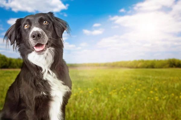 Gränsen collie hund — Stockfoto