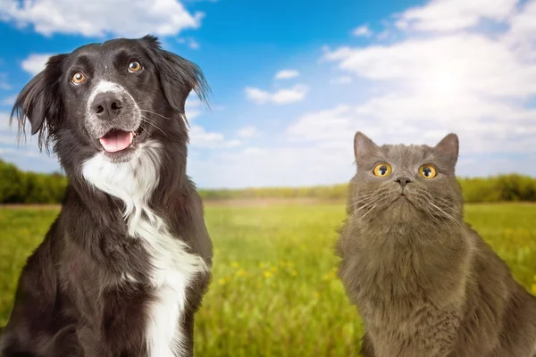 Cão e gato com campo de grama verde — Fotografia de Stock
