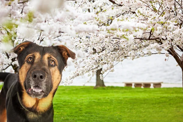 Собака-скресток в парке — стоковое фото