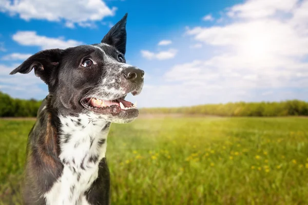 Border Collie crossbreed dog at park — Zdjęcie stockowe