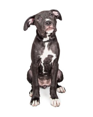 mixed large breed puppy dog