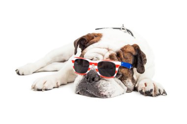 Tired old Bulldog in American sunglasses