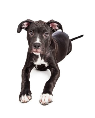 Cute crossbreed puppy laying down