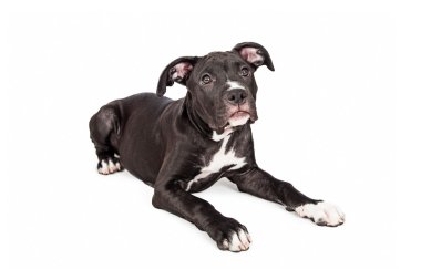Cute crossbreed puppy laying down