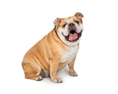 Bulldog breed dog sitting