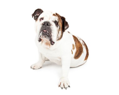 İngilizce Bulldog doğurmak köpek