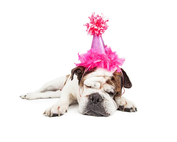 Bulldog que põe em chapéu de aniversário rosa — Fotografia de Stock