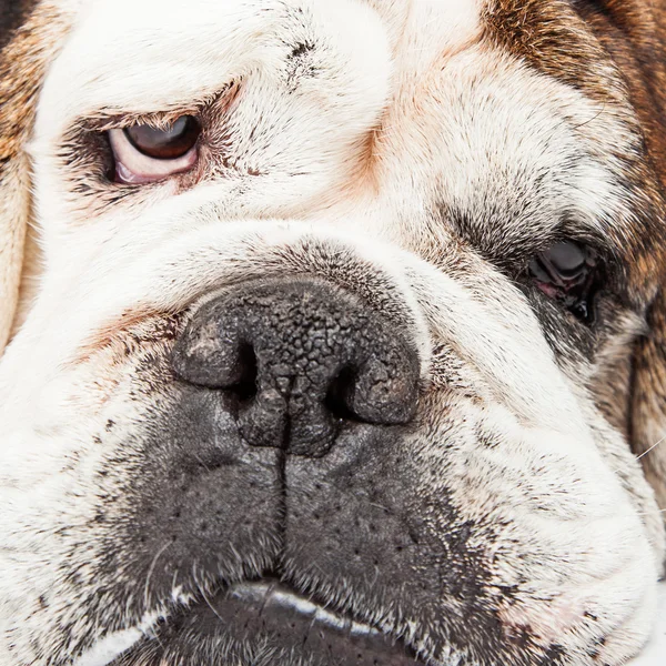 Face of English Bulldog — Stock Photo, Image