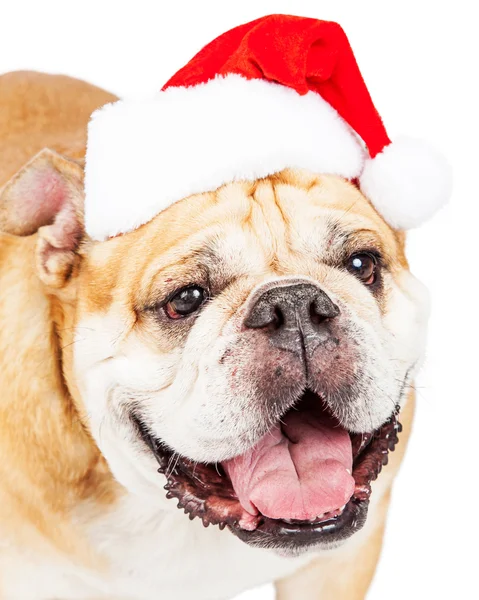 Bulldog wearing Santa Claus hat — Stock fotografie