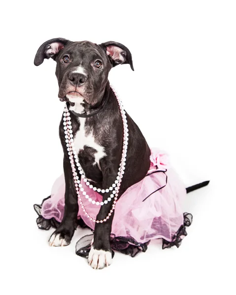 Cute puppy wearing pink tutu — Stok fotoğraf