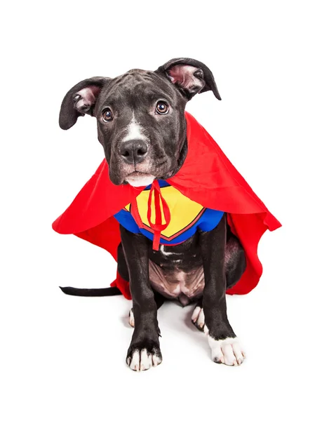 Superhero puppy dog wearing vest — Stockfoto